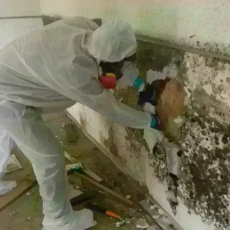 Mold Remediation and Removal in Jerseyville, IL